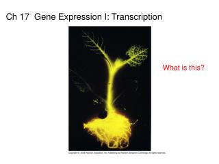 Ch 17 Gene Expression I: Transcription
