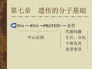 第七章 遗传的分子基础