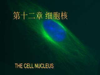 第十二章 细胞核