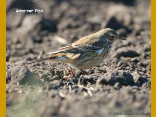 American Pipit