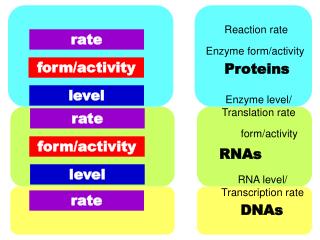 RNA level/ Transcription rate