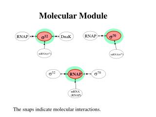 Molecular Module