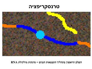 טרנסקריפציה