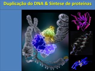 Duplicação do DNA &amp; Síntese de proteínas