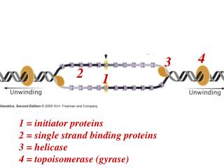 Review: Proteins and their function in the early stages of replication