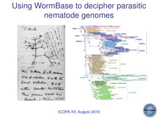 Using WormBase to decipher parasitic nematode genomes