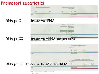 Promotori eucariotici