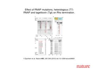 V Epshtein et al. Nature 463 , 245-249 (2010) doi:10.1038/nature08 669