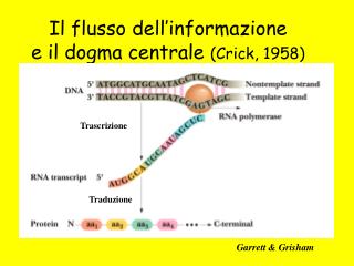 Il flusso dell’informazione e il dogma centrale (Crick, 1958)