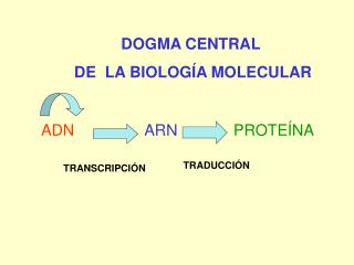 DOGMA CENTRAL DE LA BIOLOGÍA MOLECULAR