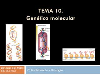TEMA 10. Genética molecular