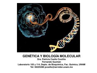 GENÉTICA Y BIOLOGÍA MOLECULAR Dra. Patricia Coello Coutiño Fernando Guzmán