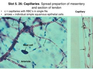 Slot 5. 26: Capillaries . Spread prepartion of mesentery and section of tendon