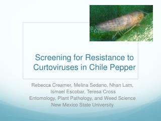 Screening for Resistance to Curtoviruses in Chile Pepper