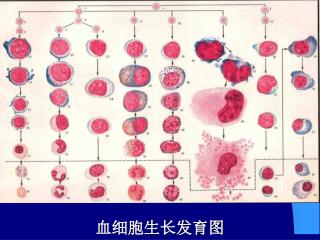 血细胞生长发育图