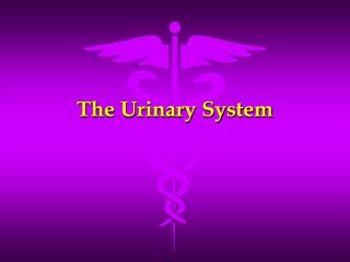 The Urinary System