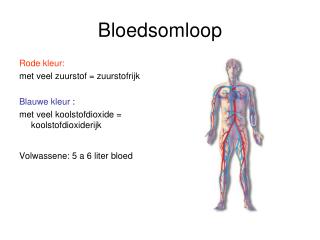 Bloedsomloop