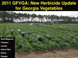 2011 GFVGA: New Herbicide Update for Georgia Vegetables