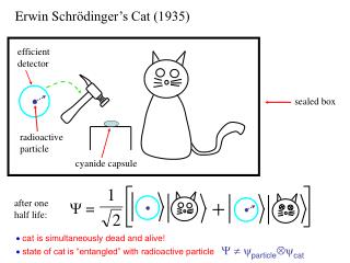 Erwin Schr ödinger’s Cat (1935)