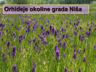 Orhideje okoline grada Niša