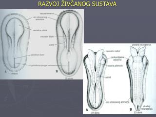 RAZVOJ ŽIVČANOG SUSTAVA