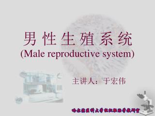 男 性 生 殖 系 统 (Male reproductive system)