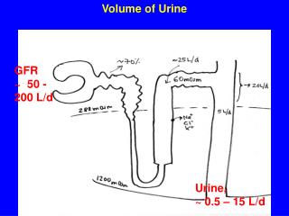 Volume of Urine