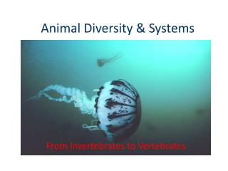 Animal Diversity &amp; Systems