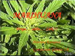 MARIHUANA