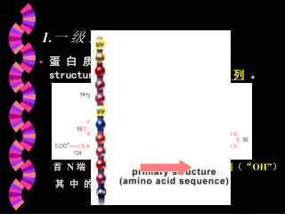 1. 一 级 结 构（ 线 性 结 构）