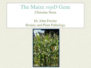 The Maize ropD Gene Christine Neou Dr. John Fowler Botany and Plant Pathology