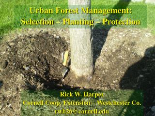 Urban Forest Management: Selection – Planting – Protection