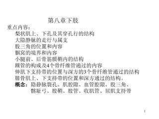 第八章下肢 重点内容： 梨状肌上、下孔及其穿孔行的结构 大隐静脉的走行与属支 股三角的位置和内容 腘窝的境界和内容