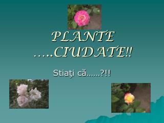 PLANTE …..CIUDATE !!