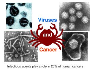 Viruses and Cancer