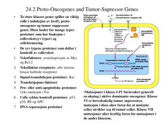 24.2 Proto-Oncogenes and Tumor-Supressor Genes