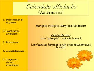 Calendula officinalis (Astéracées)