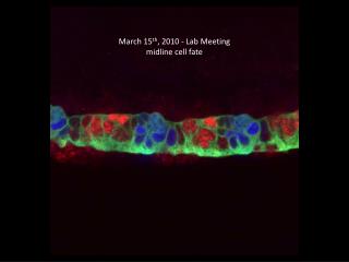 March 15 th , 2010 - Lab Meeting midline cell fate