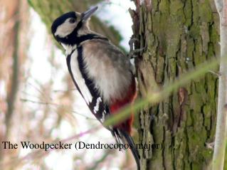 The Woodpecker (Dendrocopos major)