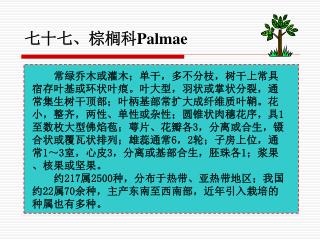 七十七、棕榈科 Palmae