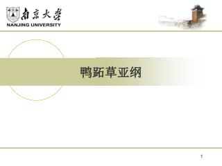 鸭跖草亚纲