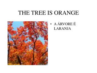 THE TREE IS ORANGE