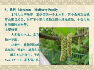 3 、桑科 Moraceae Mulberry Family 本科为主产热带、亚热带的一个木本科，其中桑树对蚕桑 事业密切相关。另有不少药用植物及野生纤维植物，少数为果