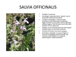 SALVIA OFFICINALIS