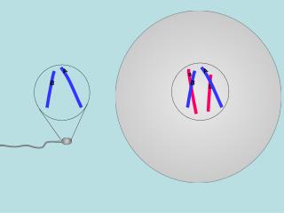 Meiosis in a Dihybrid