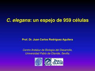 C. elegans : un espejo de 959 células