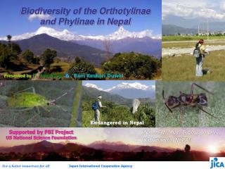 Biodiversity of the Orthotylinae and Phylinae in Nepal