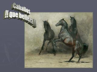 Caballos !! que belleza !!