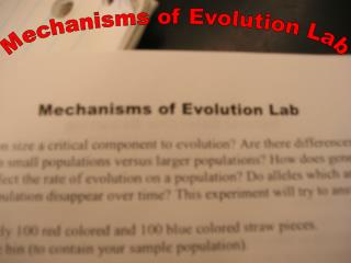 Mechanisms of Evolution Lab