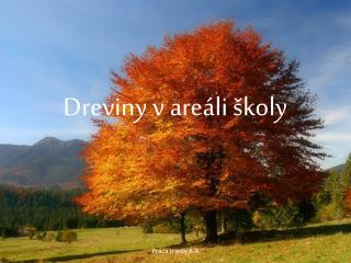 Dreviny v areáli školy